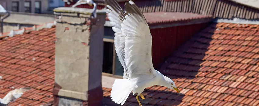 Residential Chimney Animal Removal Solution in Broken Arrow, OK